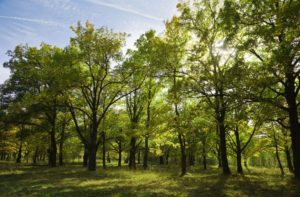 Reciclar naturaleza