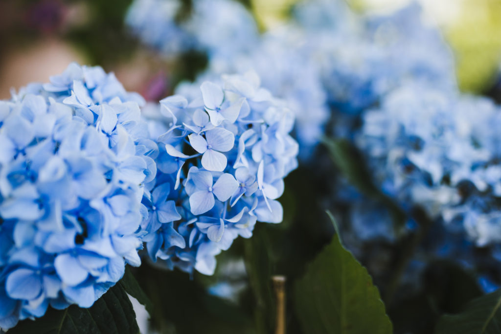 plantar hortensia