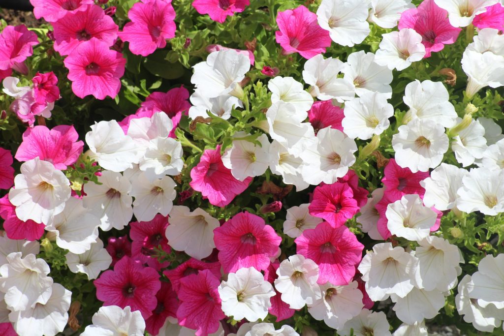 plantar petunia