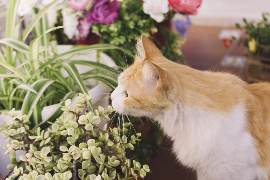 plantas de primavera