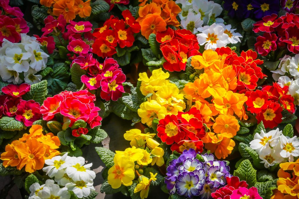 plantar prímula primavera